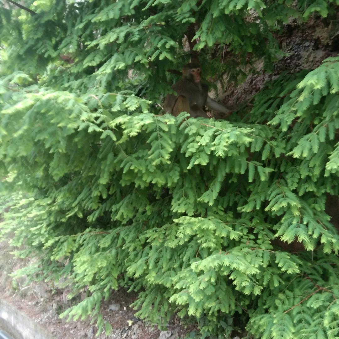杨廷华