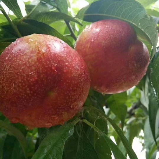 砀山油桃哥🌹🌹🌹