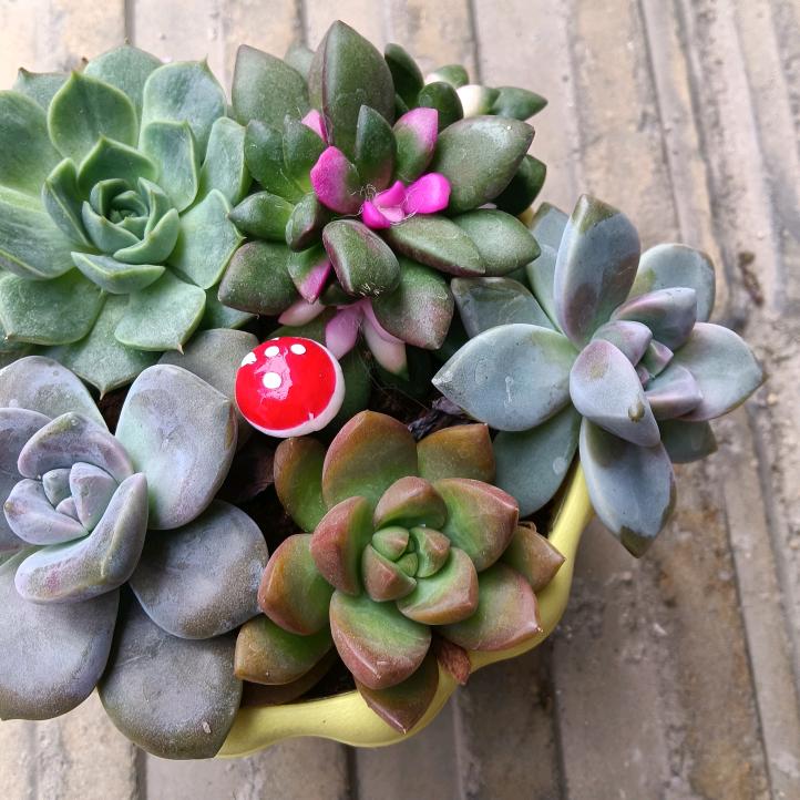 春天来了，花开了。