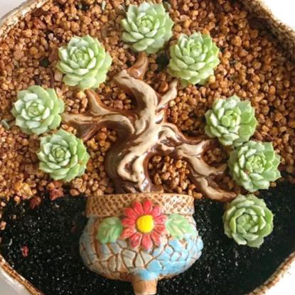 黑大牛