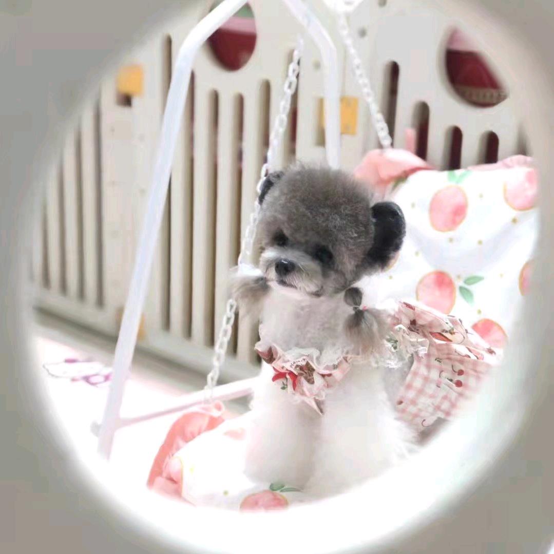 山城飞耳（小米奇）