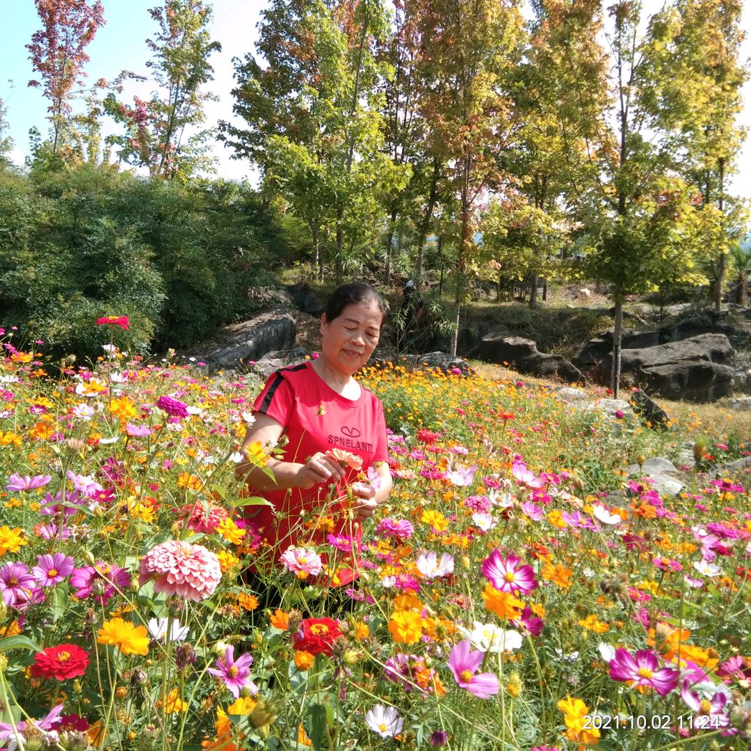 金桂花香