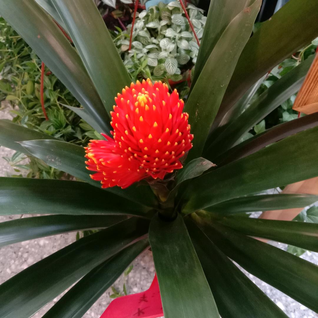 北方一枝花