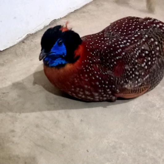 半贫半富半平安