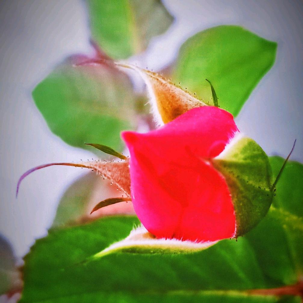 鲜花