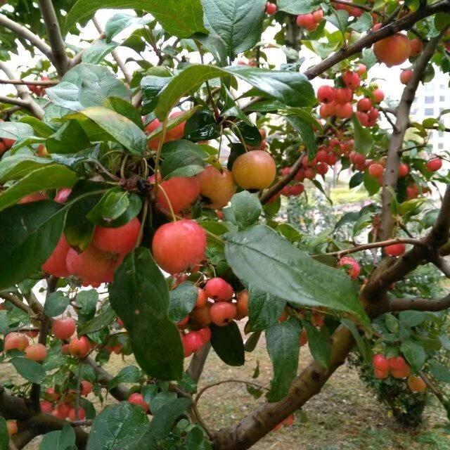 漫步听雨声☔️