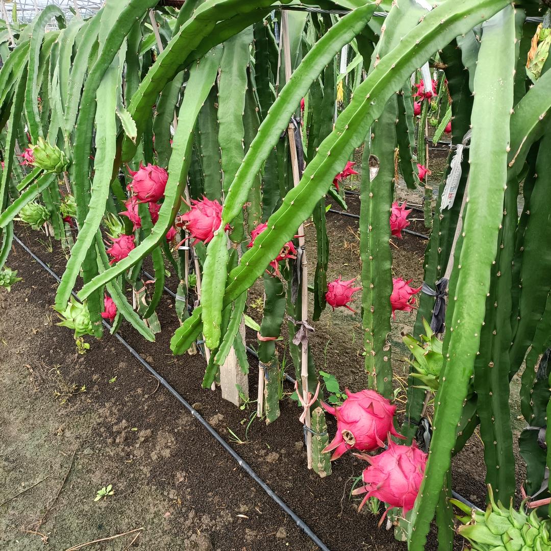 巢湖市成林火龙果基地🍓🍓🍓
