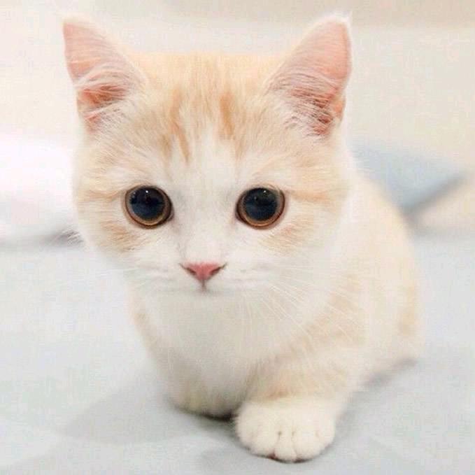 蓝猫追剧