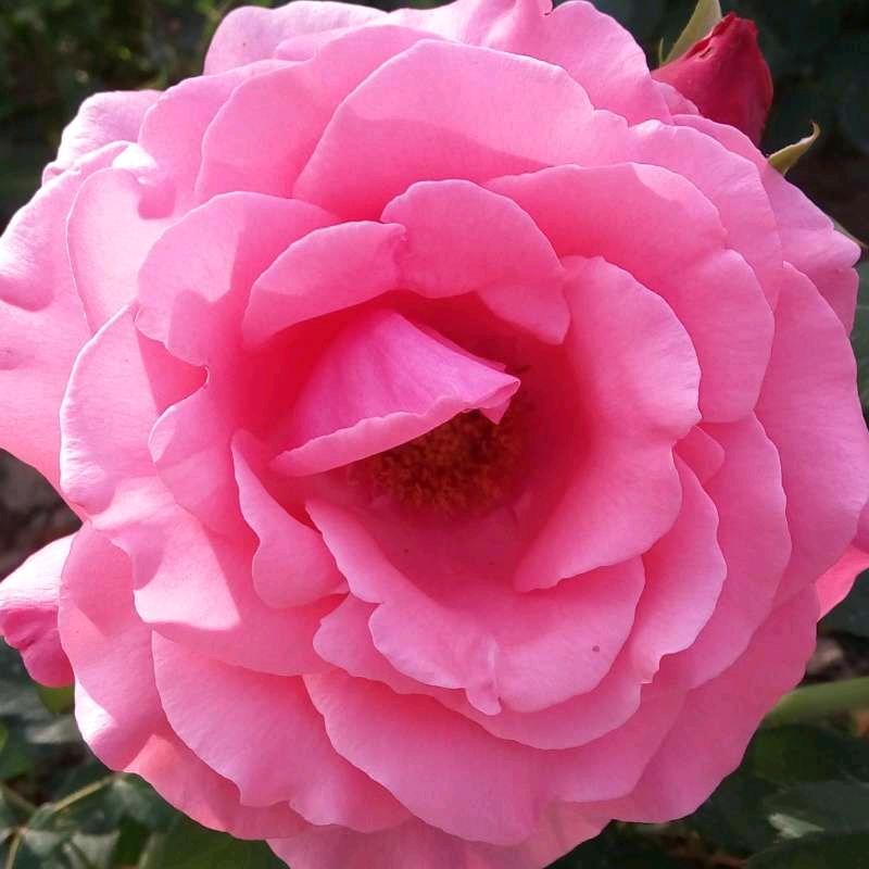 刘姐（首播筹备中）