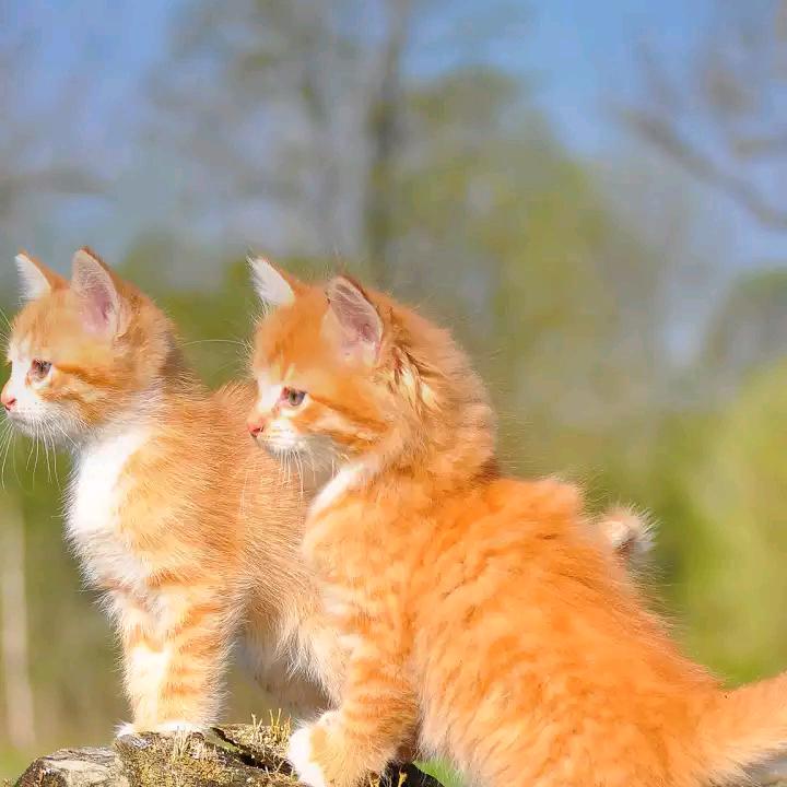 石谷元（｡ò ∀ ó｡）