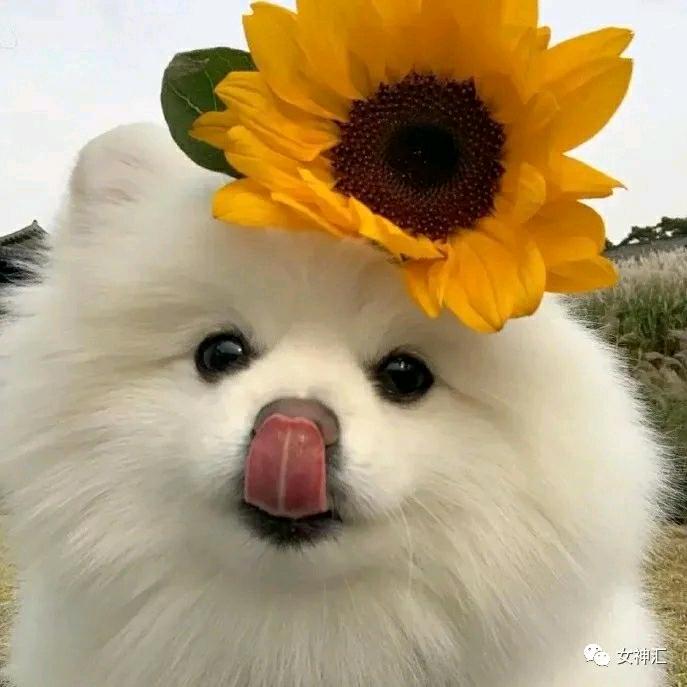 啦啦啦(ง ื▿ ื)ว