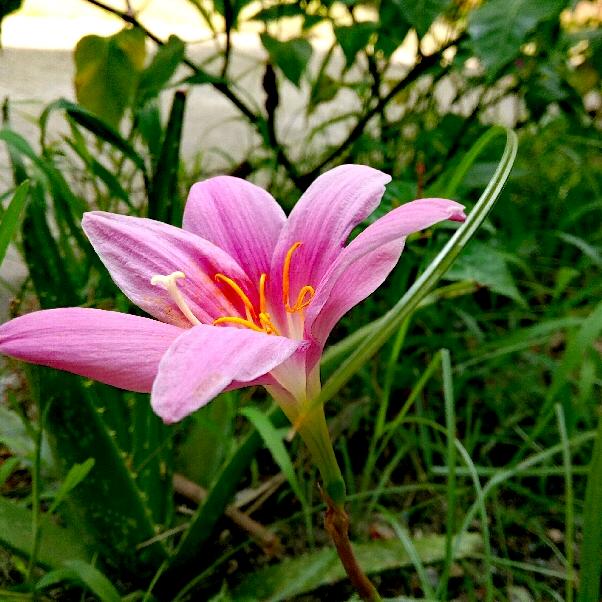 🌹是你呀琳琳 🍀