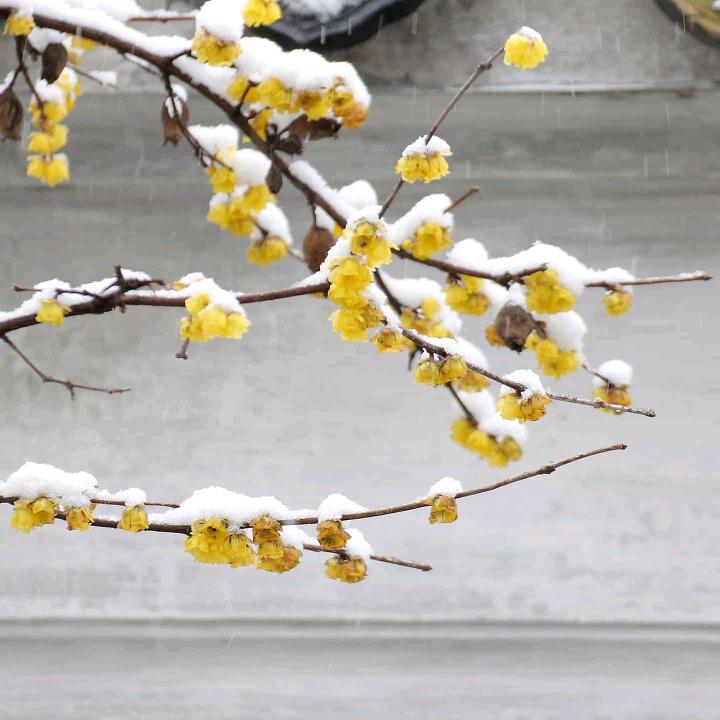 二毛