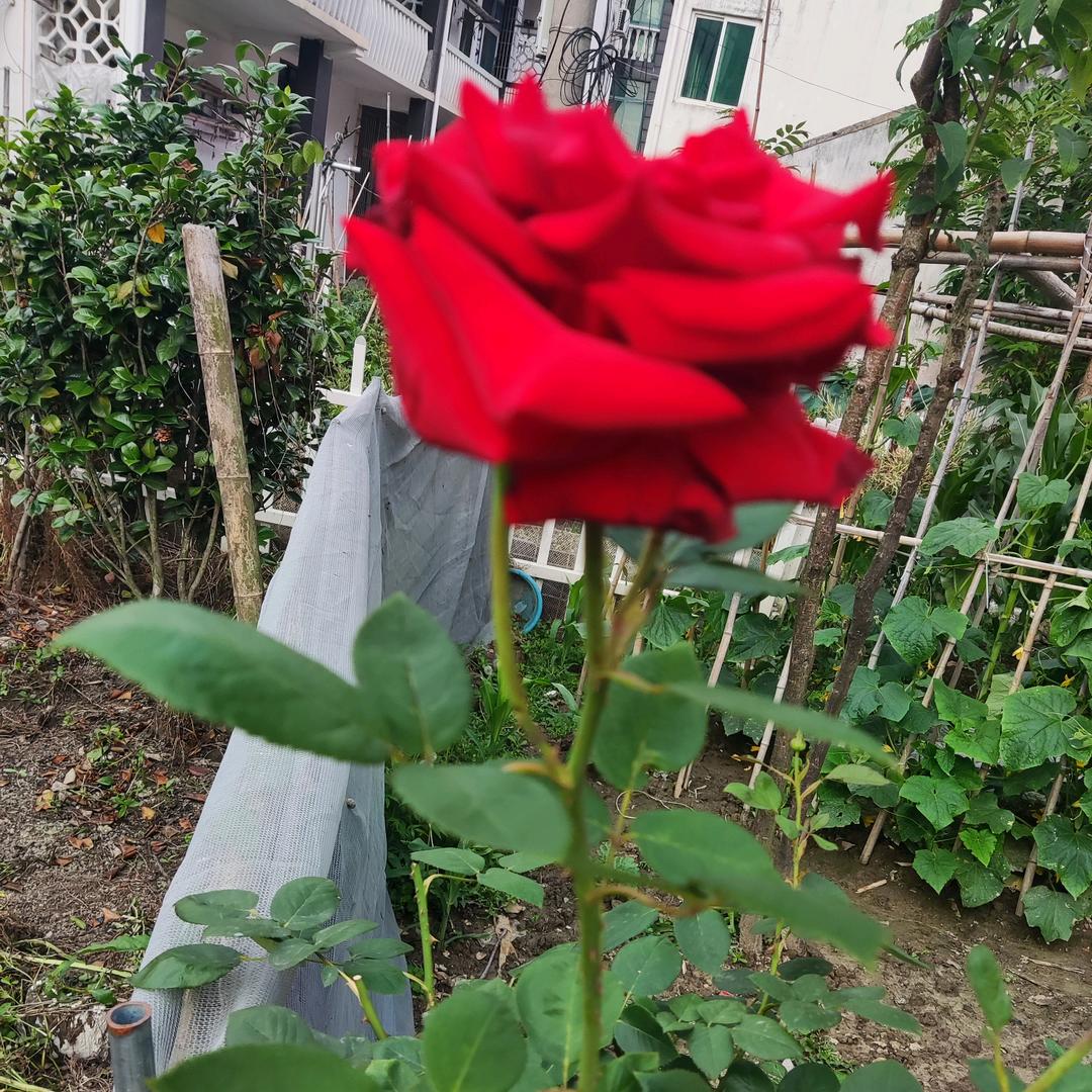 一朵红玫瑰