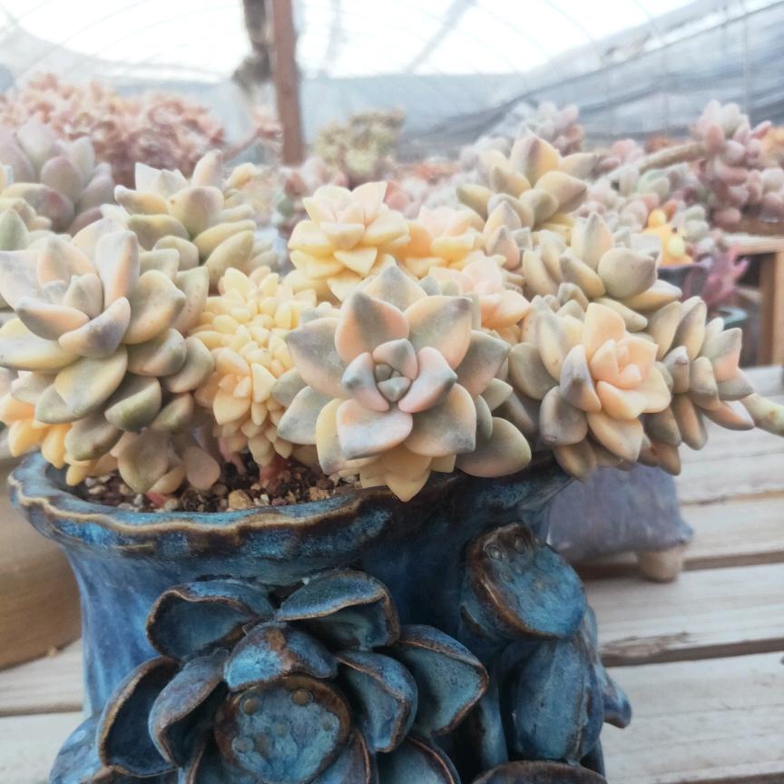 小汤多肉植物园