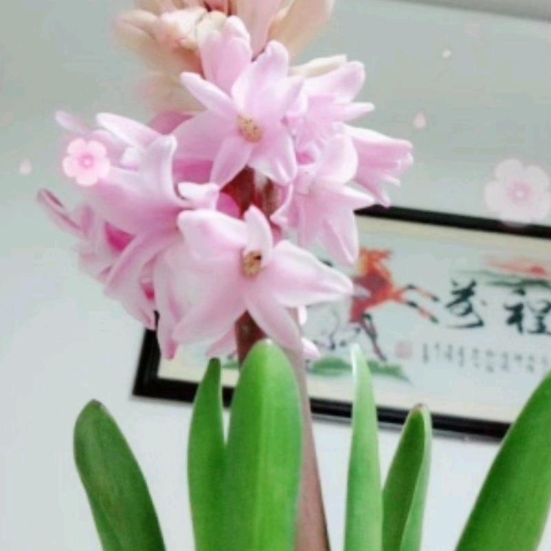 刘姐《集云村》