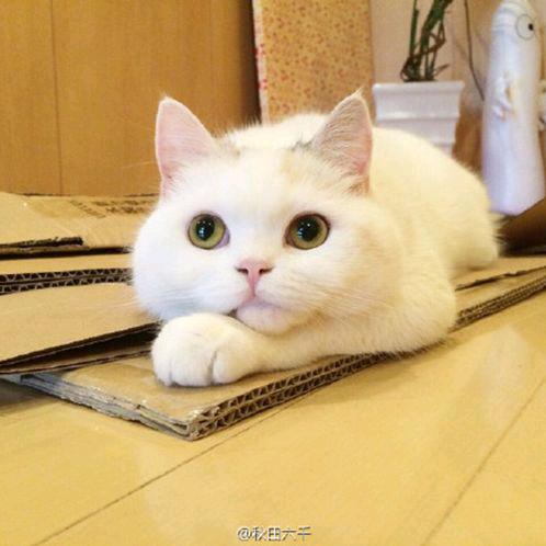 浮生如梦