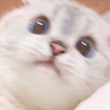 用脸打破世界宁静的可爱女子第一人