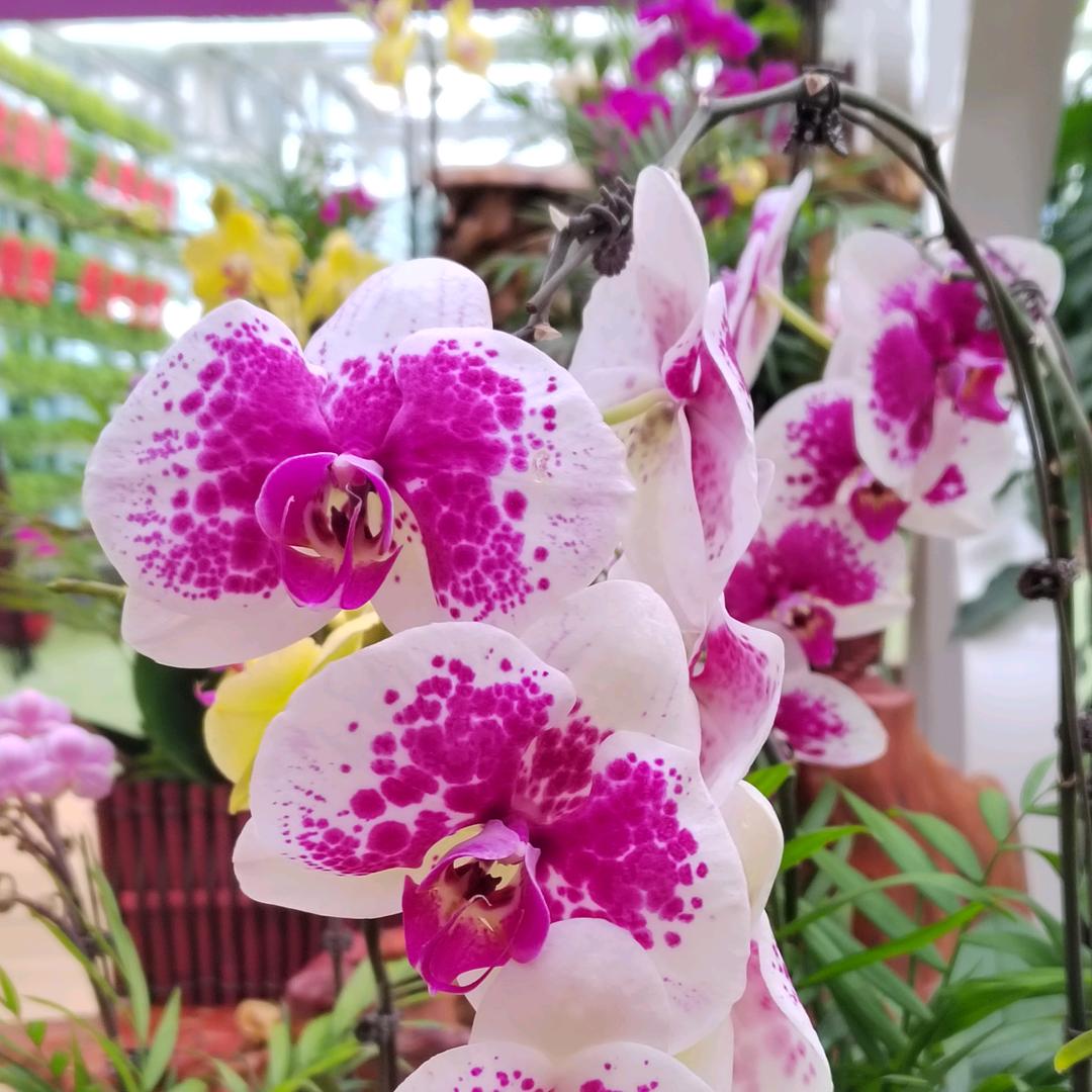 半拉老头卖货车