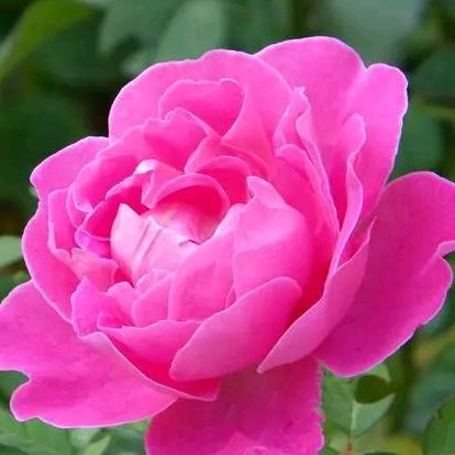 🌻🌹一生平安🌹🌻