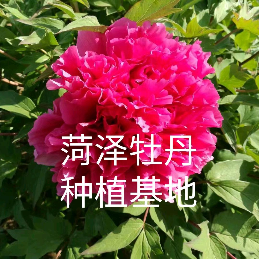 张姐卖牡丹