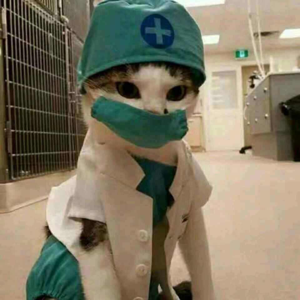 猫✨猫