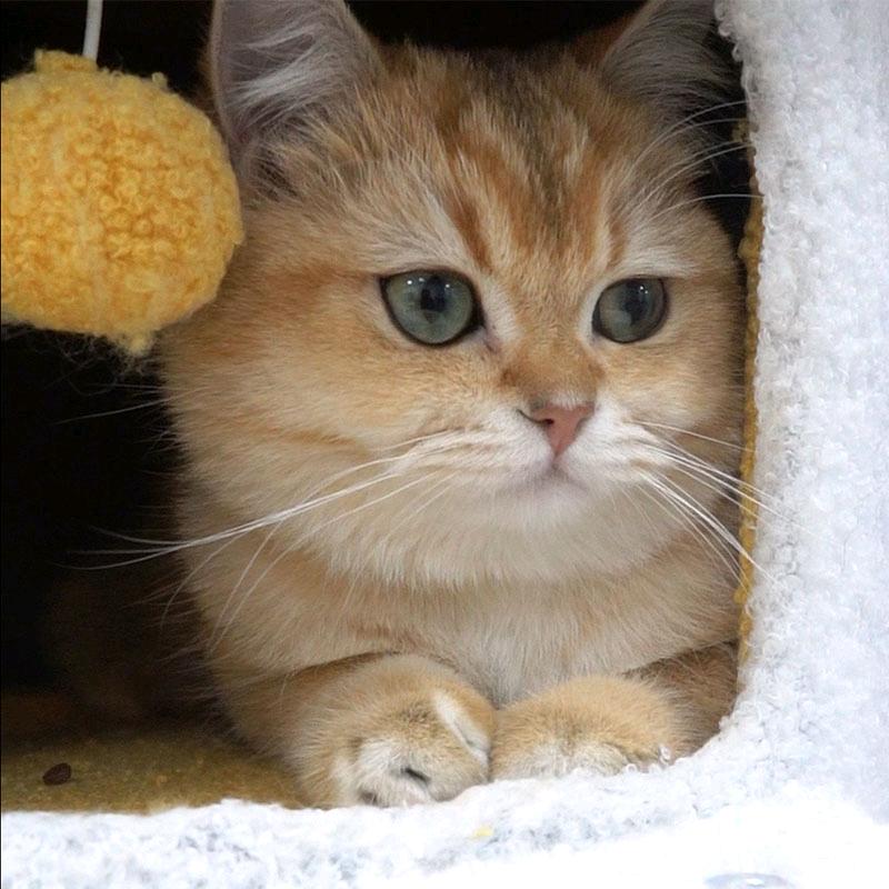 大金小金爱干饭