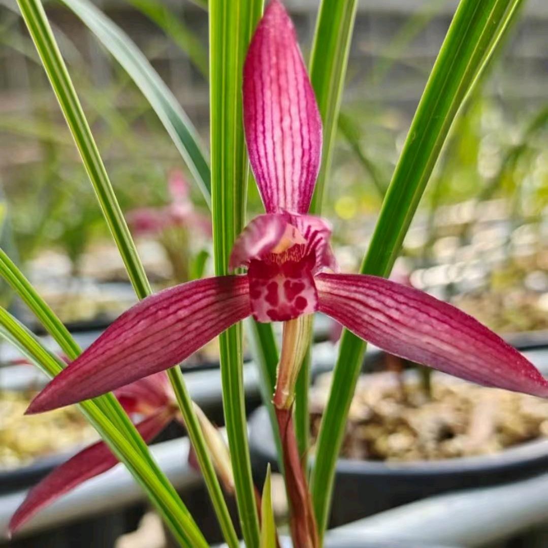 惠清花卉