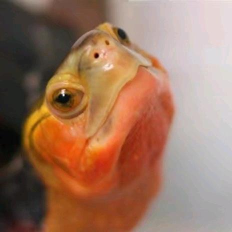 张猴子（收退坑龟）