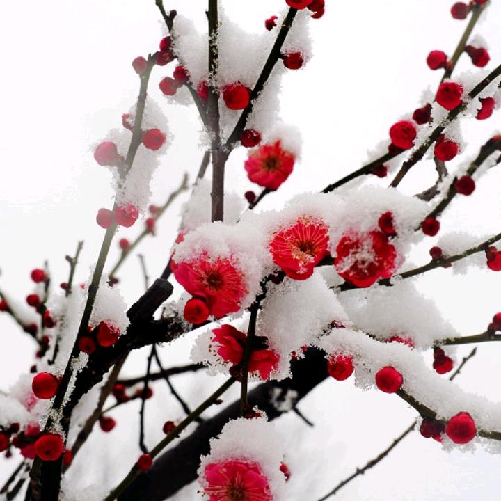 雪中一枝梅（水瓶座）