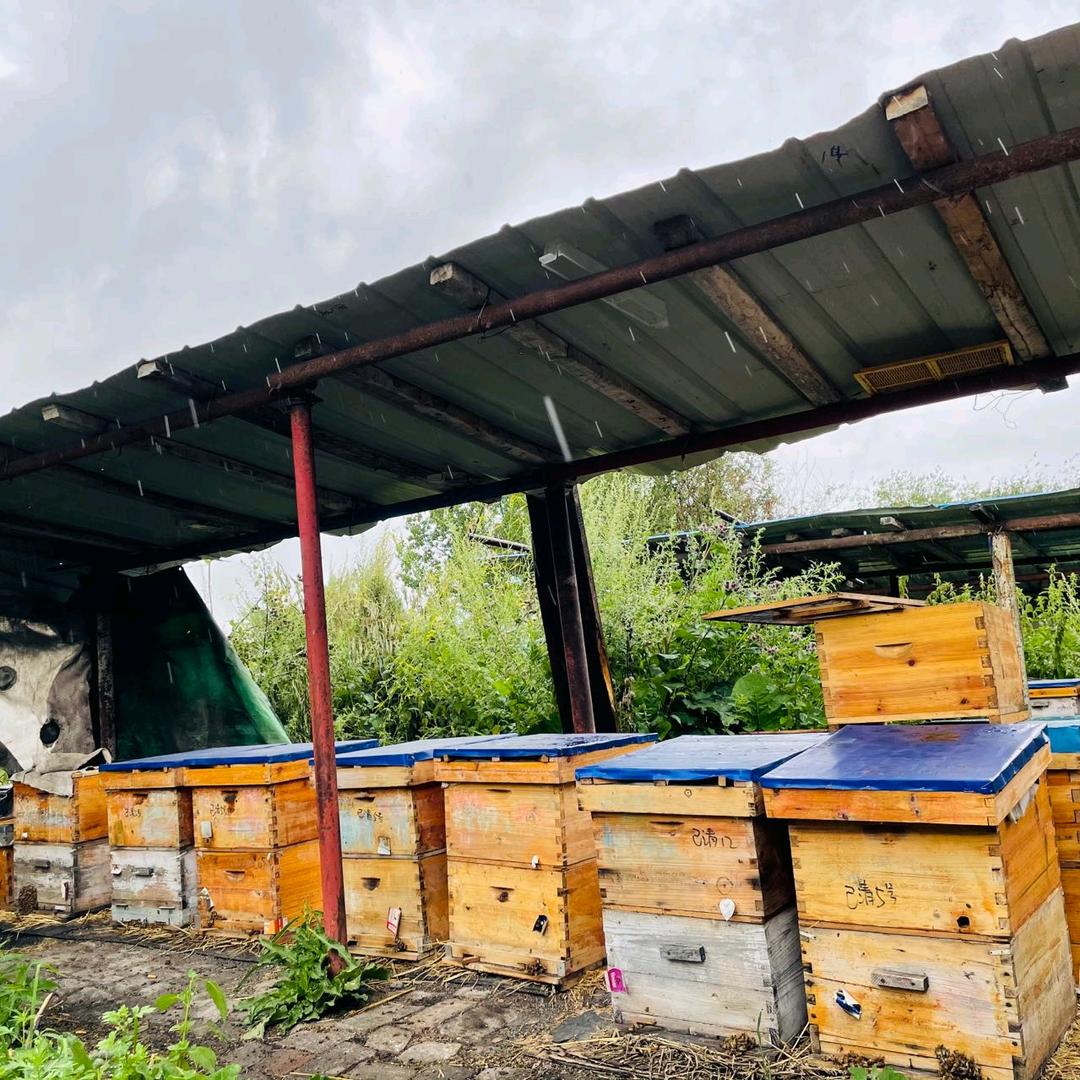 养蜂女(新人首播不定时直播)