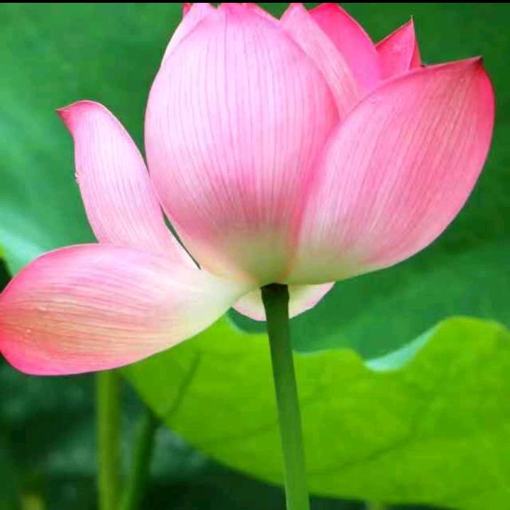 清泉哥