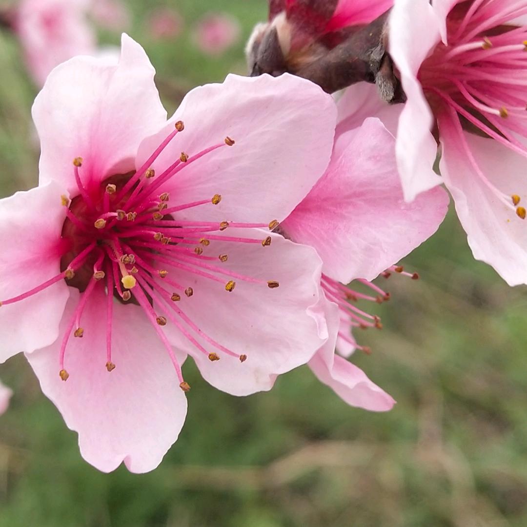 小芬