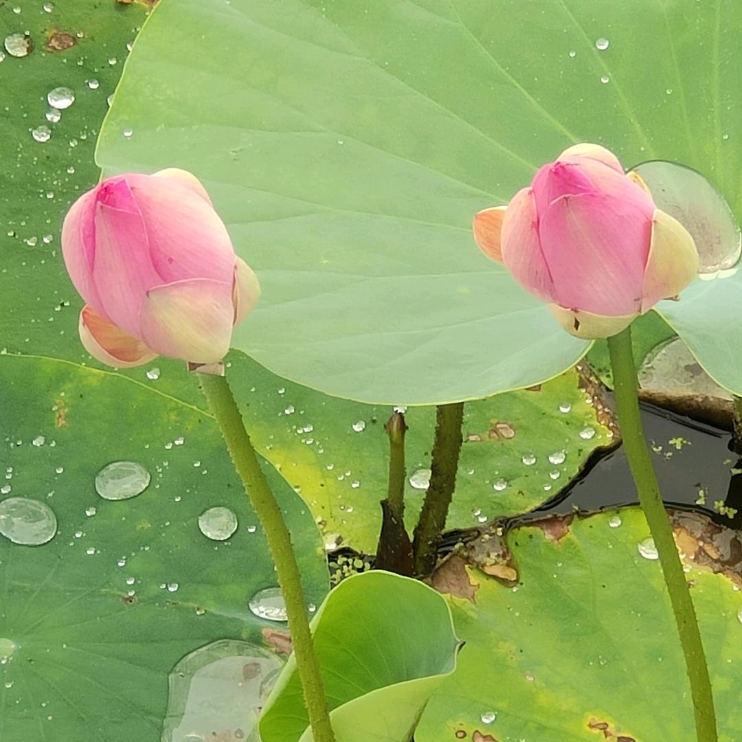 悲琛