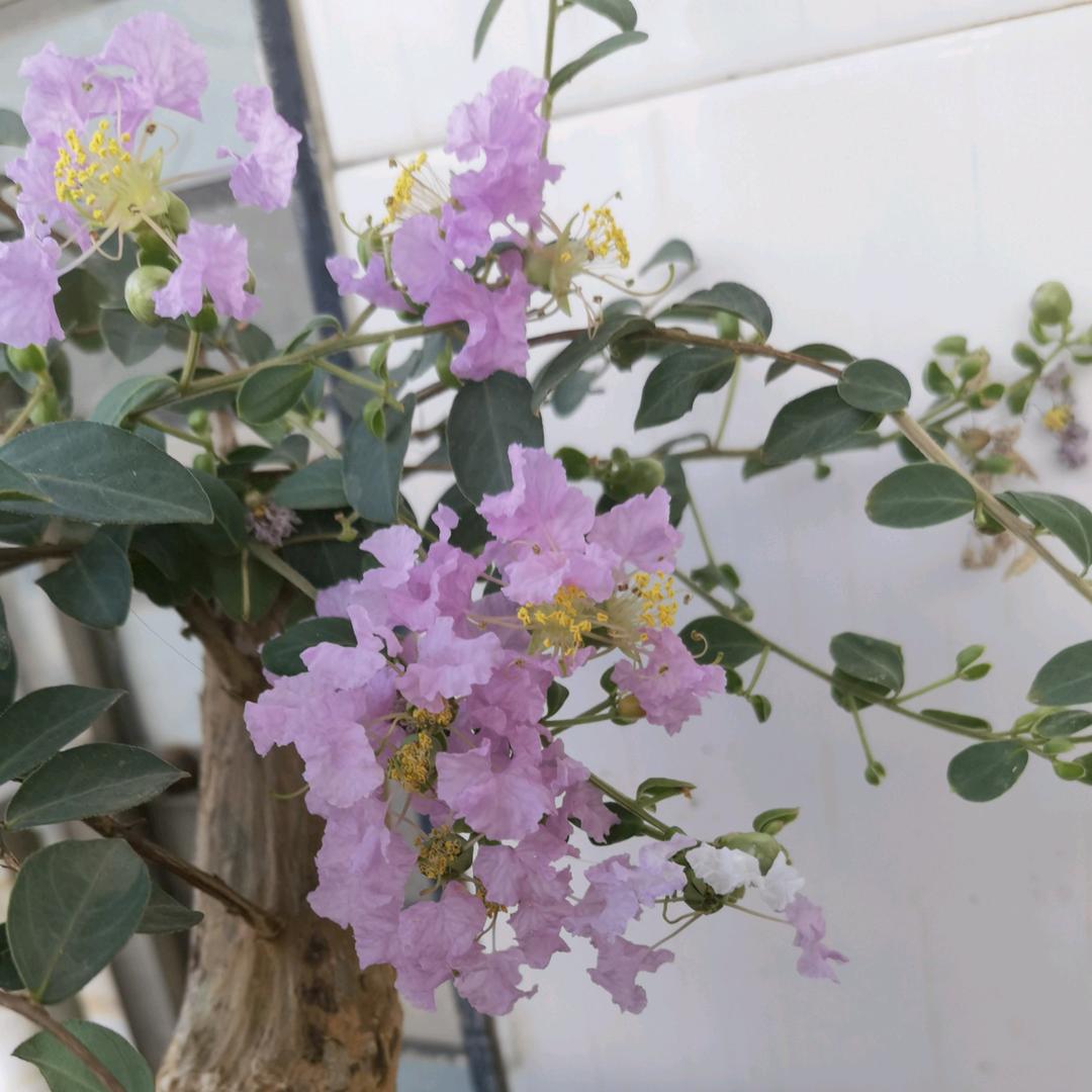 子玄