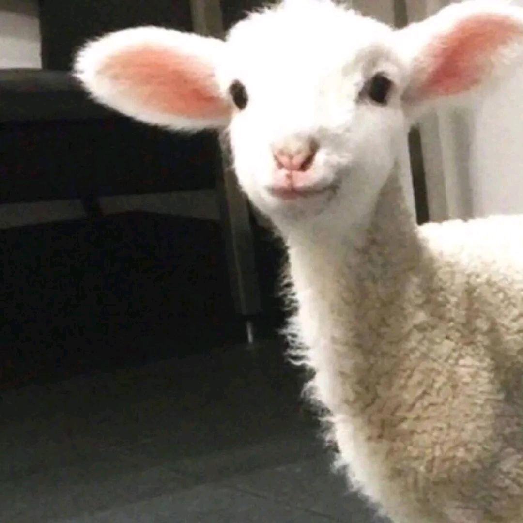 究极暴龙战士 (社恐版)