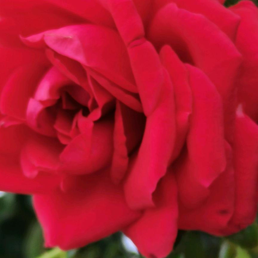 陈英菊