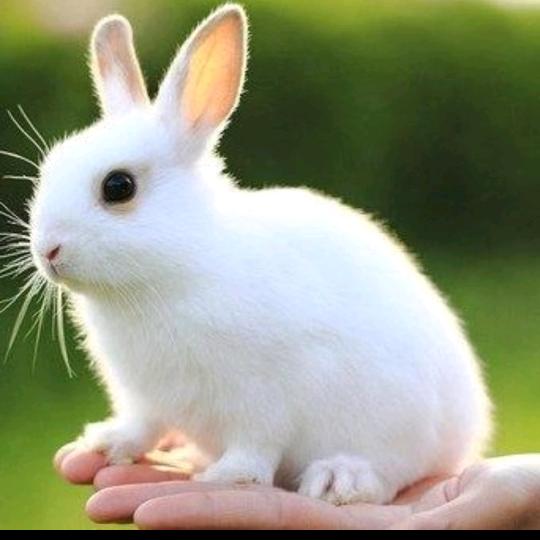 燕姐🐇