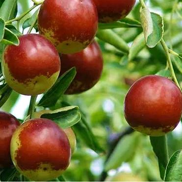 冬枣专业种植户