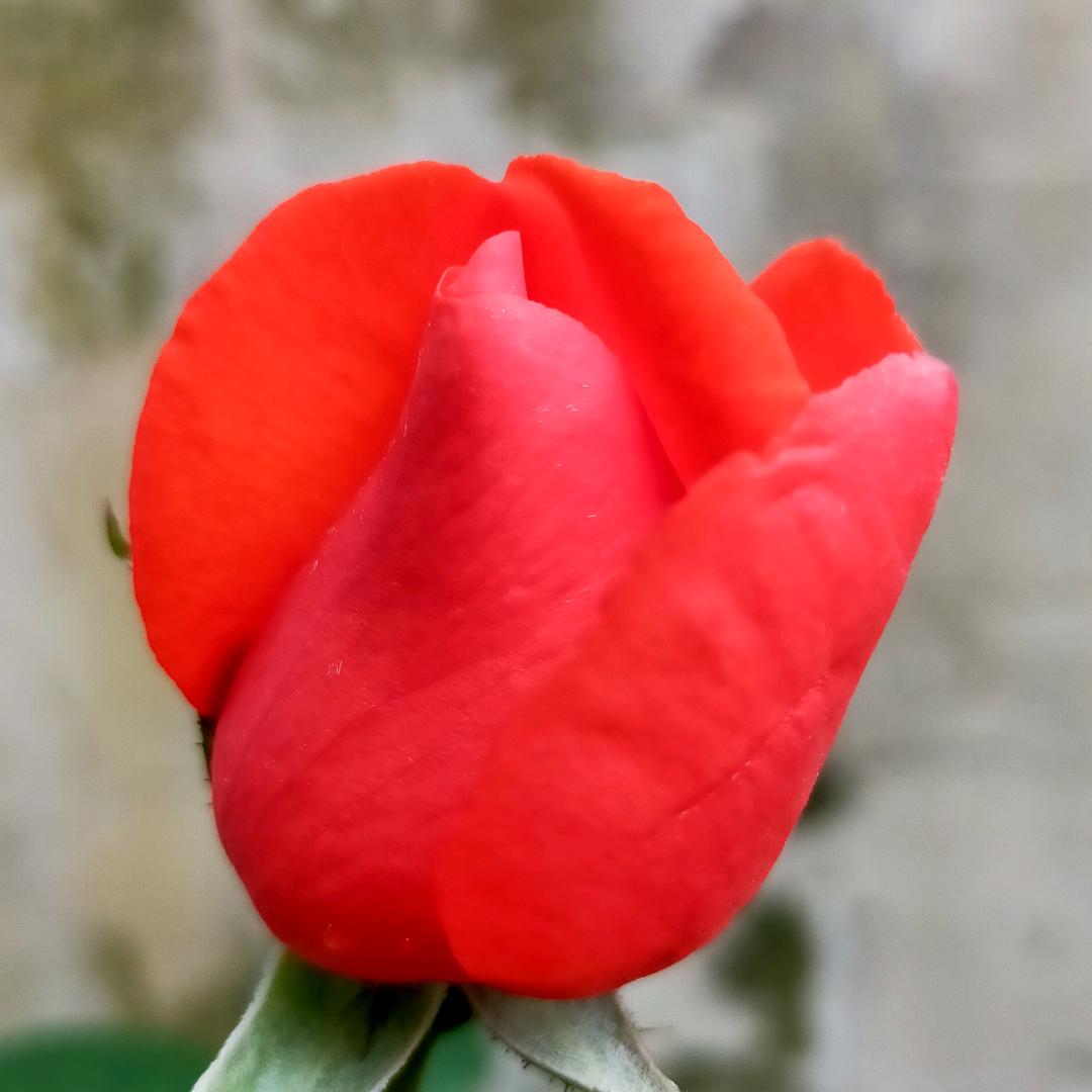 小花蓉
