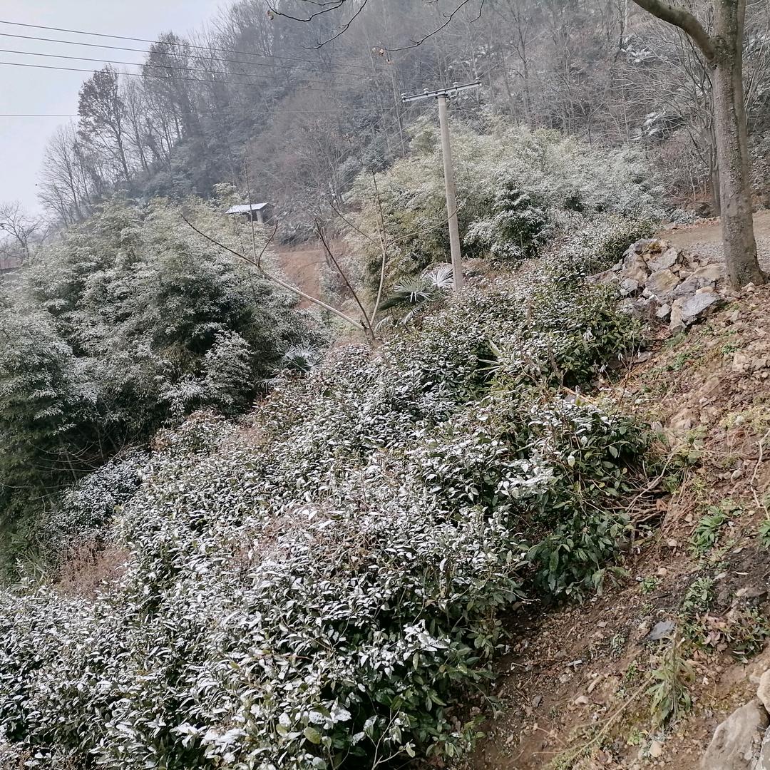 真惜哥