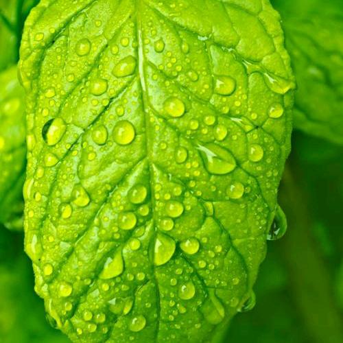 🍀知秋