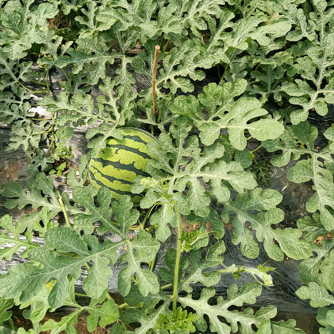 种植户