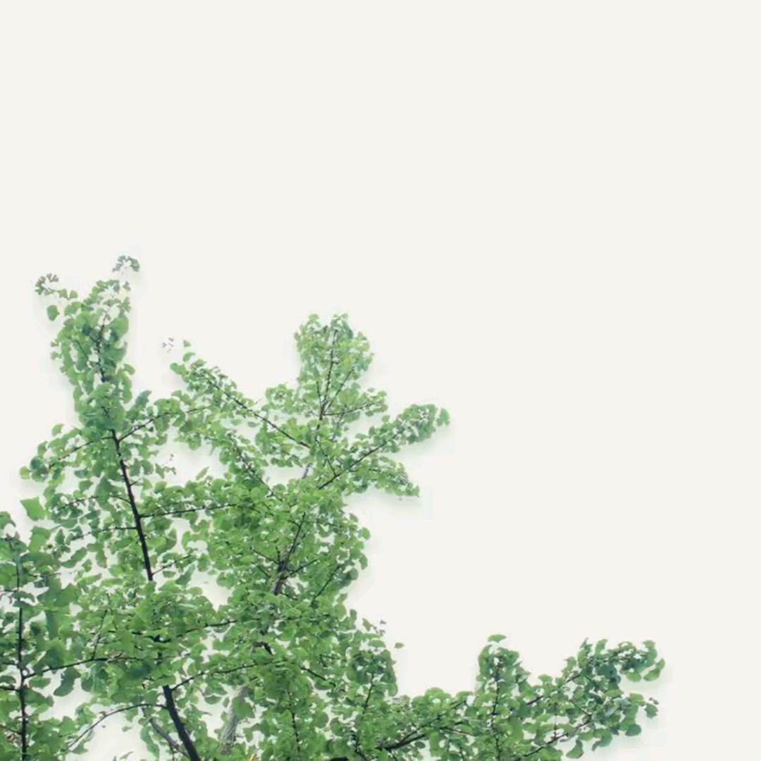 陈氏木业▫️福安