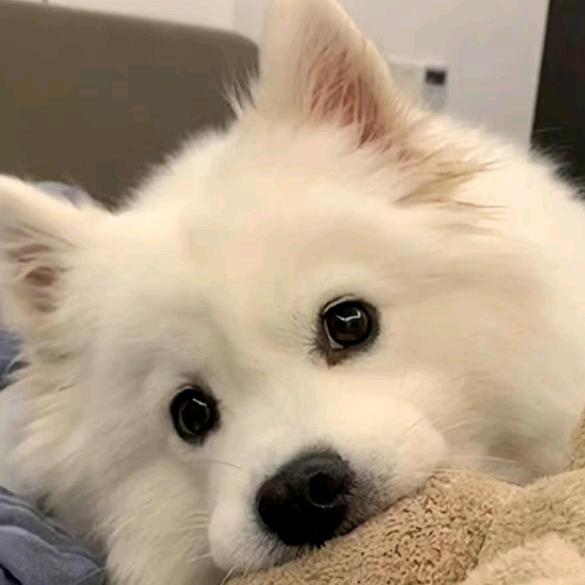 西红柿炒柿子🍅