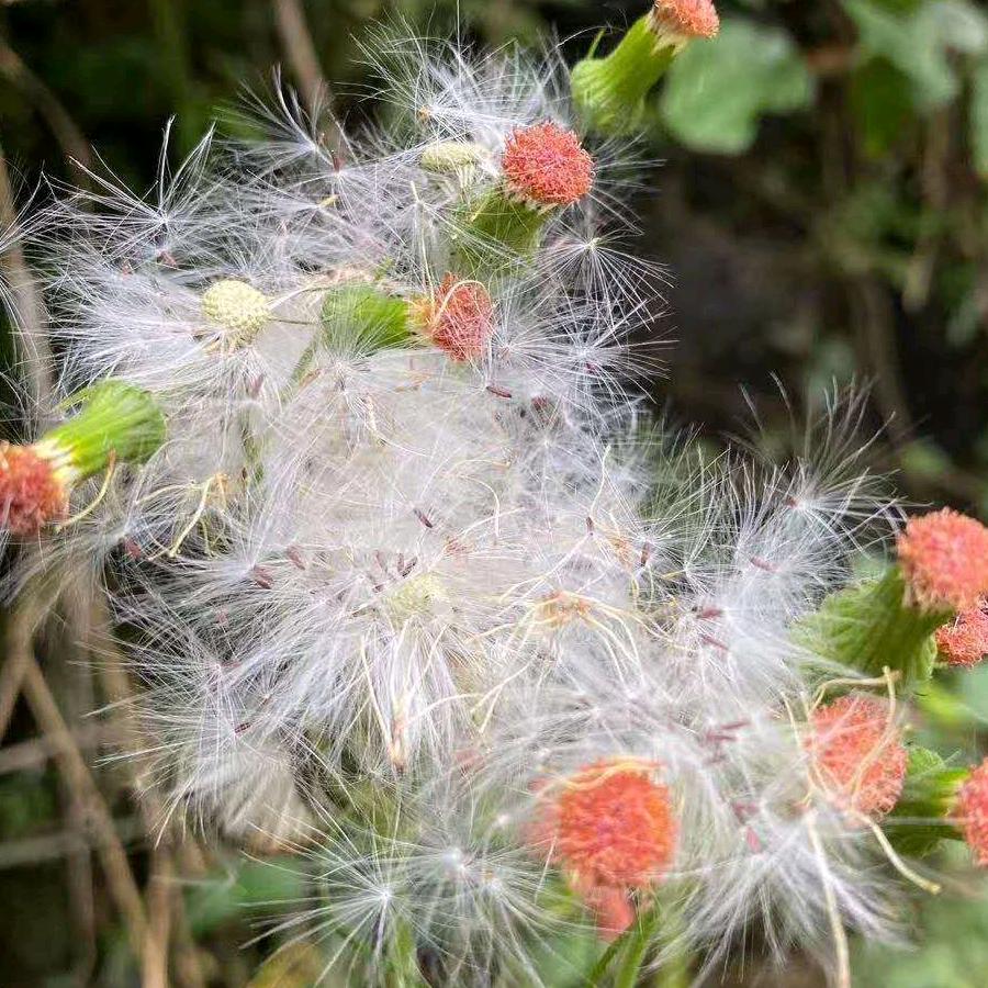 花姐