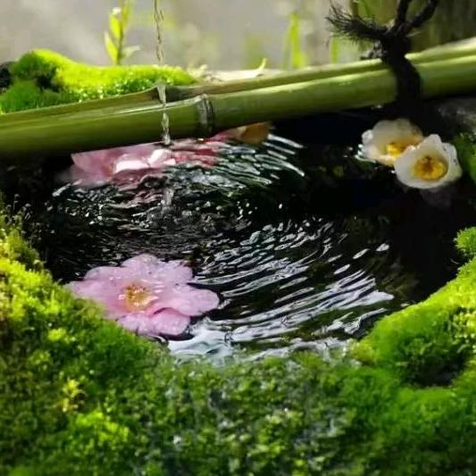 🐉龙泽堂🐉妙丰