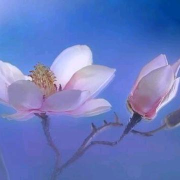 云深知处不知处
