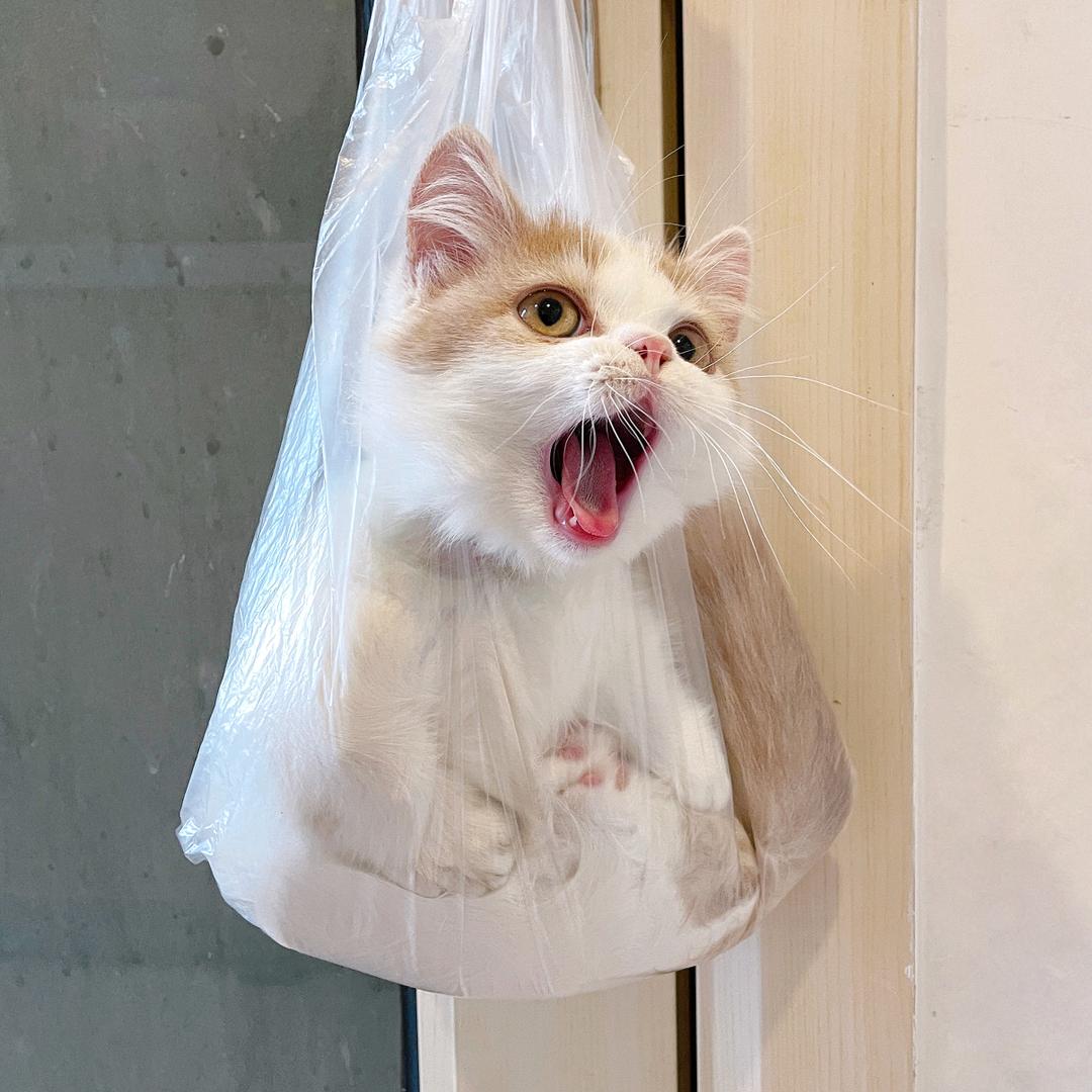 屁桃猪猪