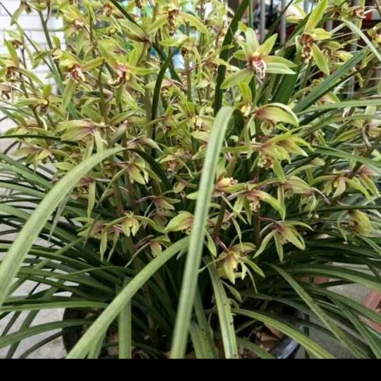 冬天的小草